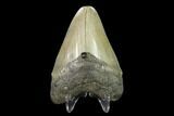3.17" Fossil Megalodon Tooth - North Carolina - #130027-2